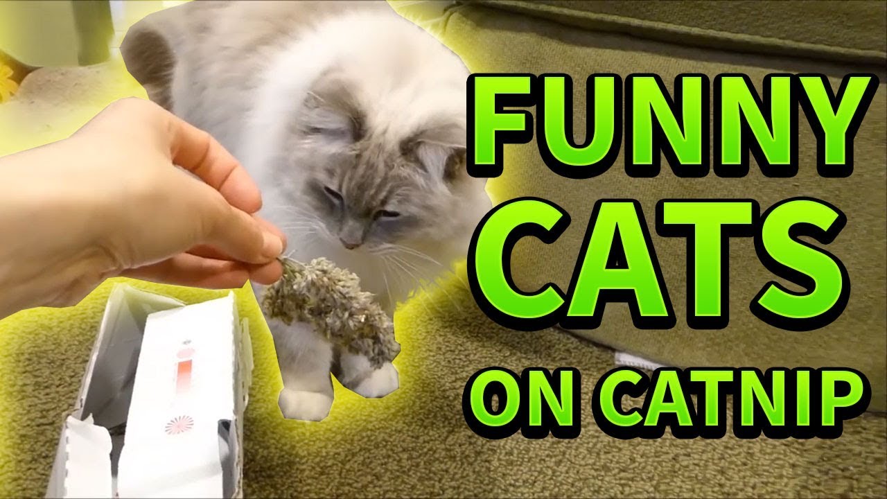 Ragdoll Cats on Catnip - Funny Cats Compilation
