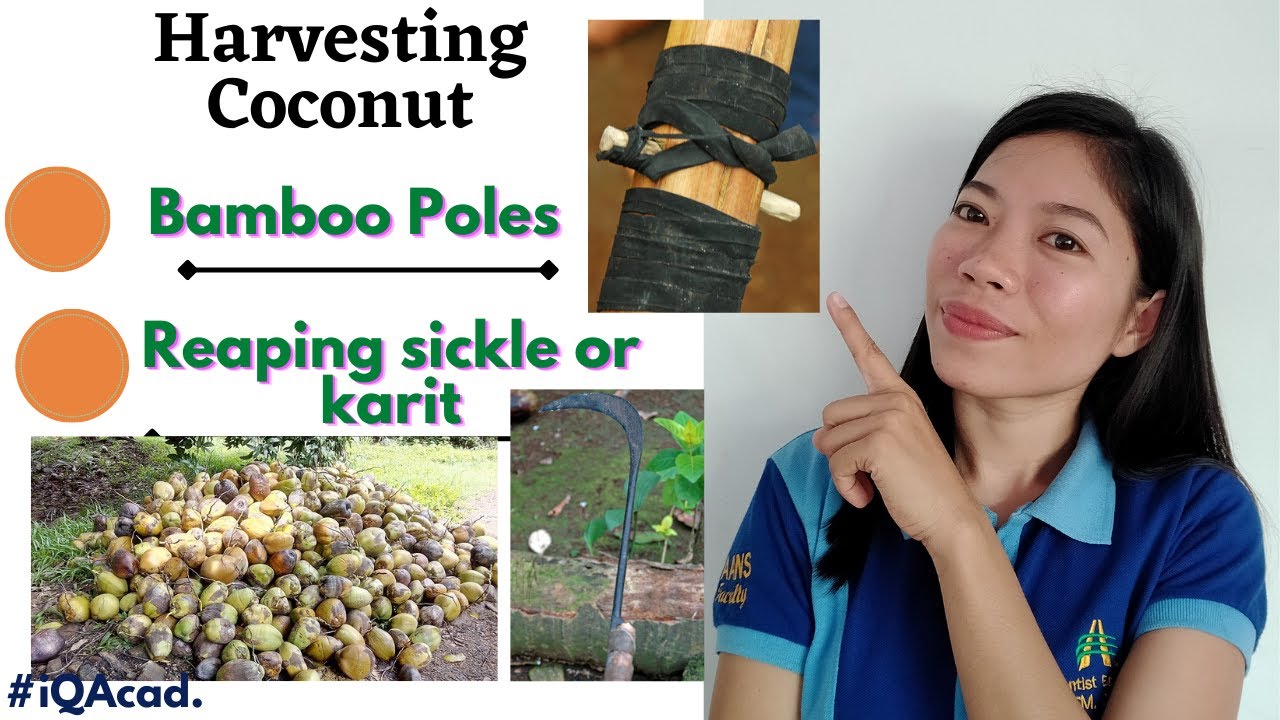 Harvesting coconut in the Philippines using long bamboo pole+ karit or  reaping-hook  | #iQAcad.