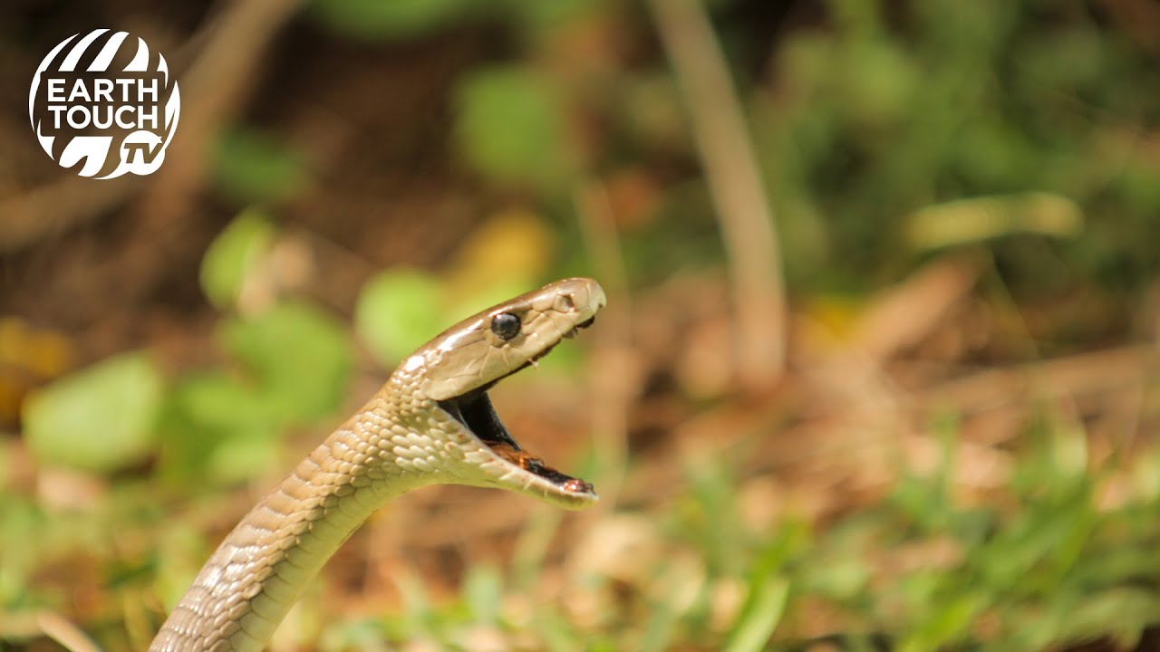 Baby black mambas emerge from their eggs
