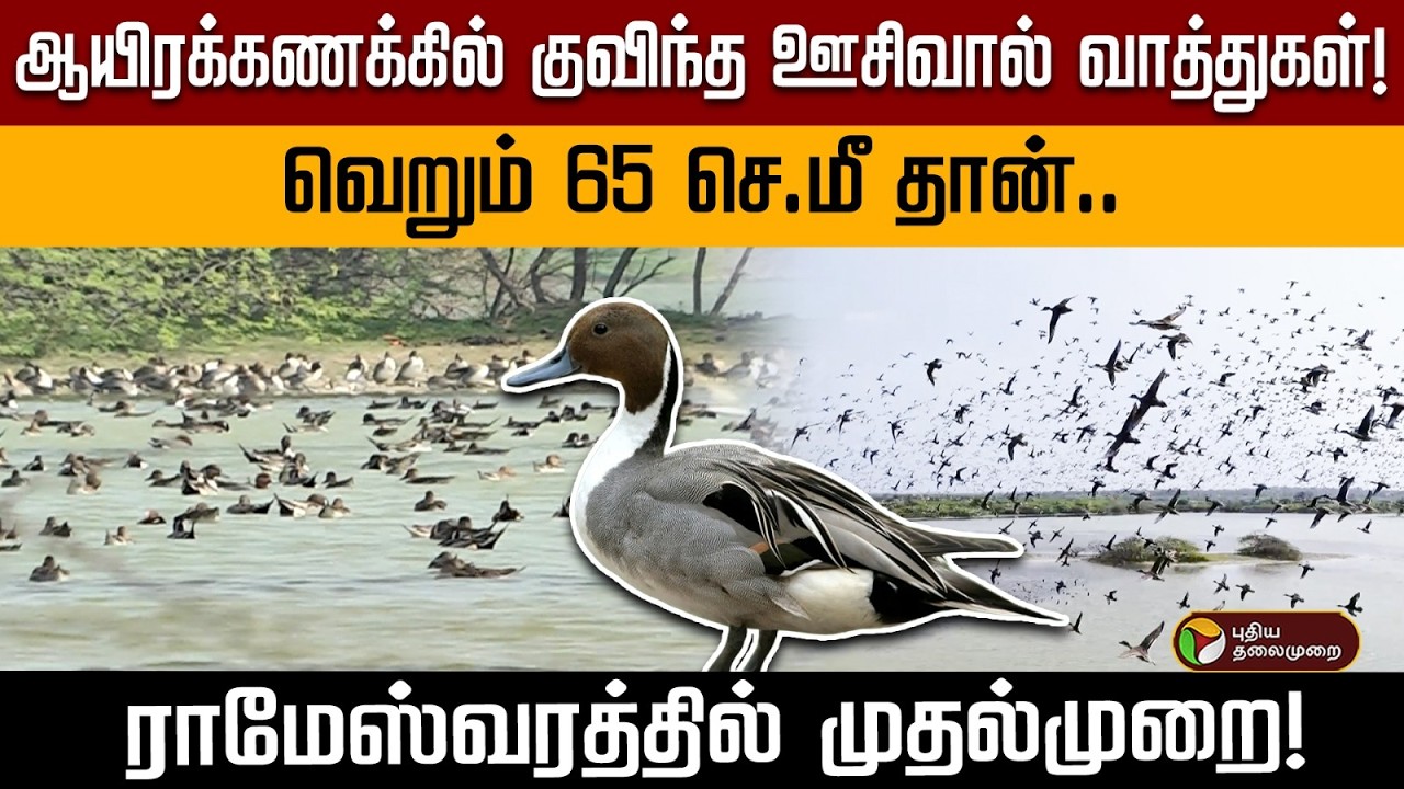 நீங்க 'NORTHERN PINTAIL' வாத்துகளை பார்த்திருக்கீங்களா? வேடந்தாங்கலாக மாறுகிறதா ராமேஸ்வரம்? | PTD