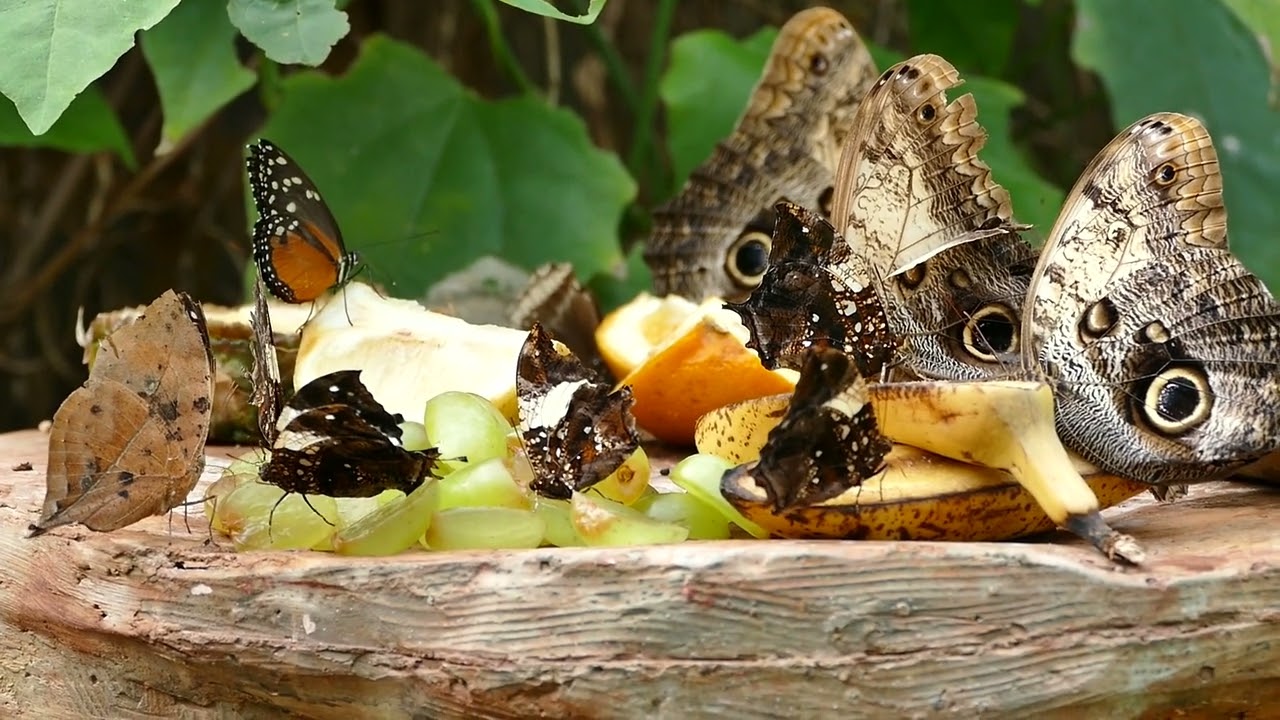 Butterflies Eating Fruits #butterfly #butterflies #shorts #short #nature