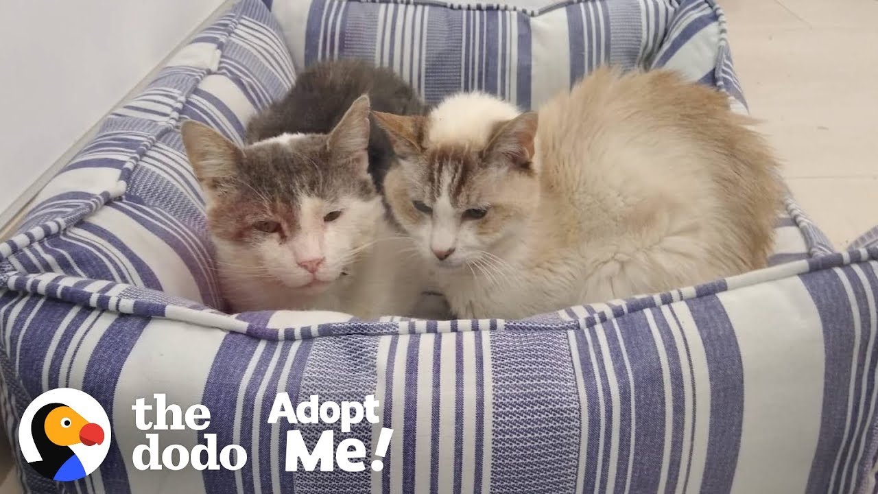 Bonded Shelter Cats Are Looking For A Home Together  | The Dodo Adopt Me!