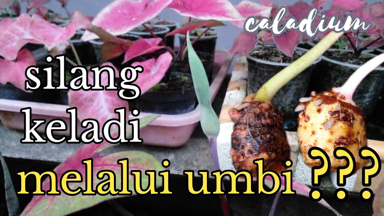 menyilang umbi keladi apakah bisa ?? #caladium