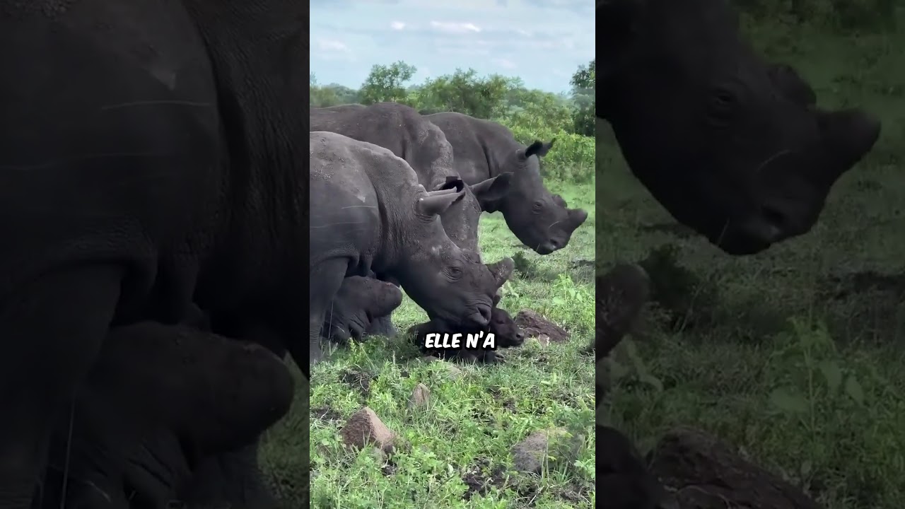 B&eacute;b&eacute; buffle rencontre Rhinoc&eacute;ros #animaux #nature
