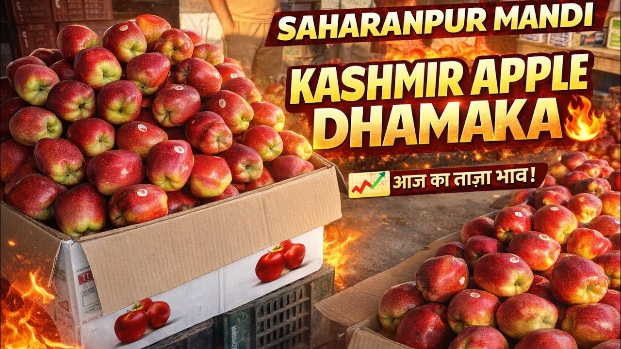 Saharanpur Mandi Bhav: CURRENT Rates for Kashmir Apples, Grapes & Anar You Can’t Miss!