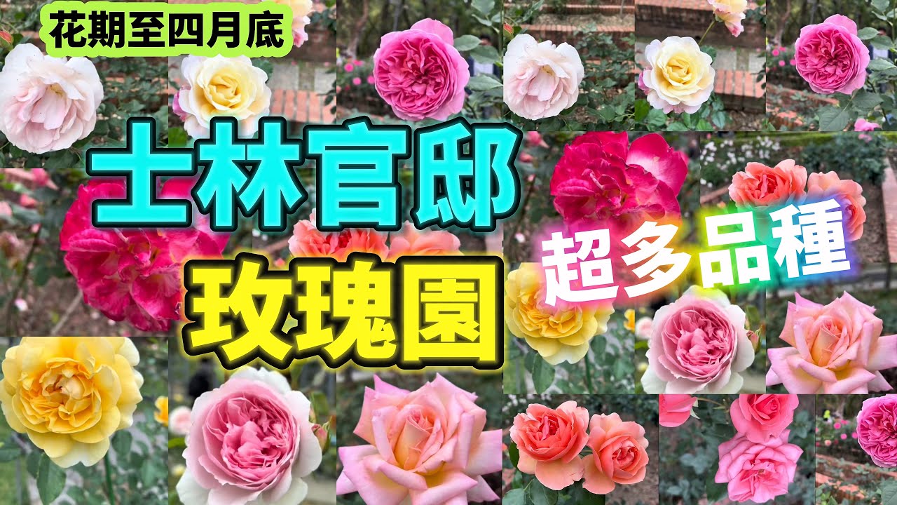 2025士林官邸蔣夫人最愛的玫瑰花燦爛綻放，上百種數千株玫瑰目不暇給，每一朵都是歷史的回憶，大片玫瑰花海，芳香迷人，既浪漫且療癒