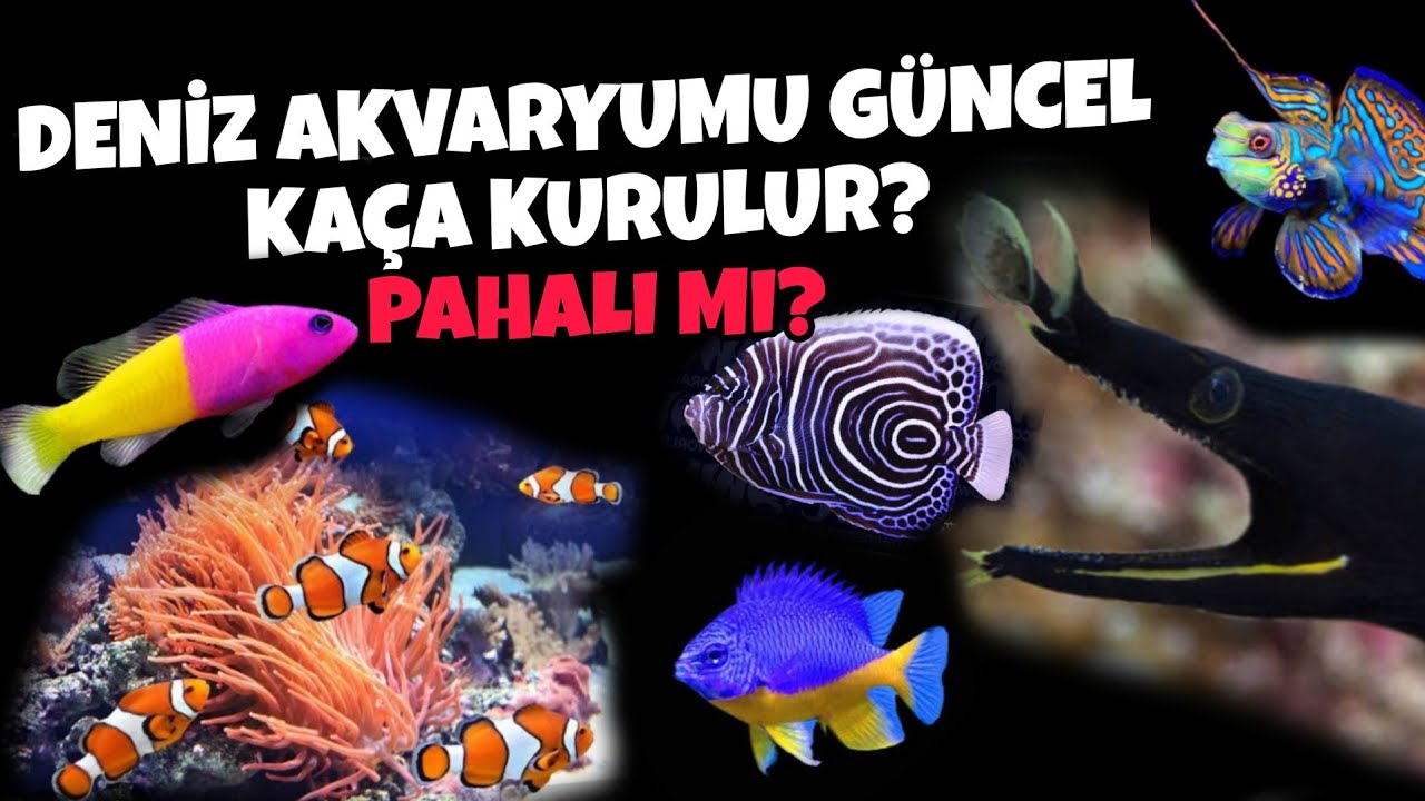 Deniz Akvaryumu Güncel Kaça Mal Olur? Tüm Ekipmanların Fiyatlarını Açıklıyoruz #reef #reeftank