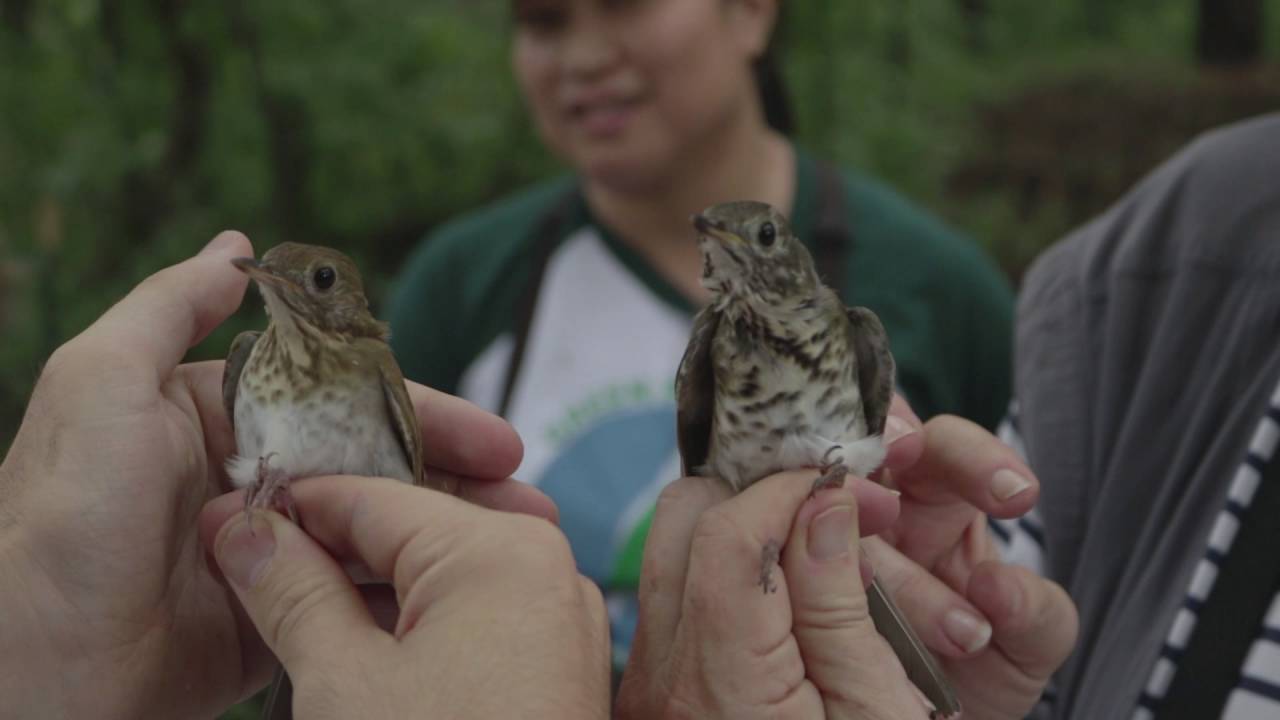 Bird Banding: A Beautiful Experience