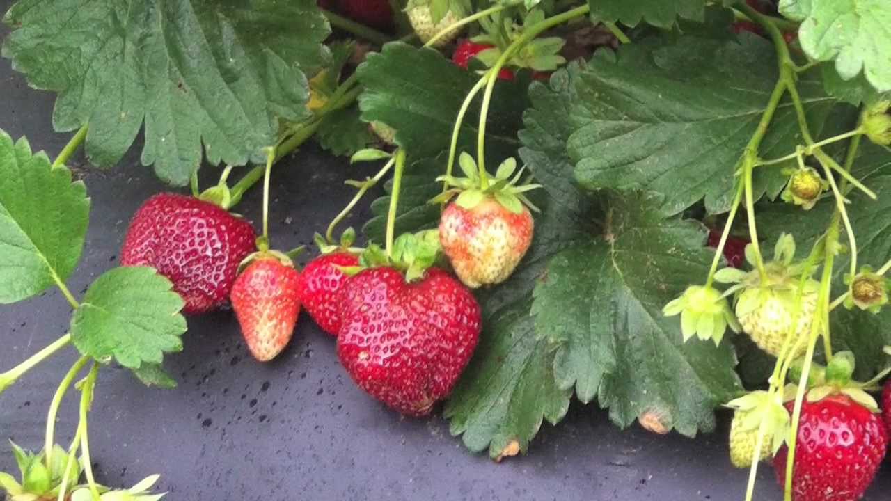 Row Cover Research for Strawberries