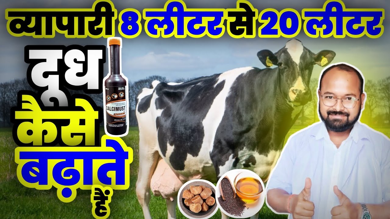 व्यापारी 8 लीटर से 20 लीटर दूध कैसे बनाते हैं । How to increase Milk for Cow Buffalo