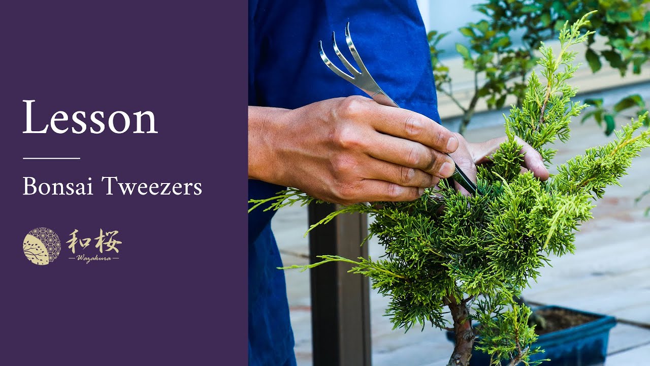 Bonsai Tools Basics: What are bonsai tweezers? How to use them?