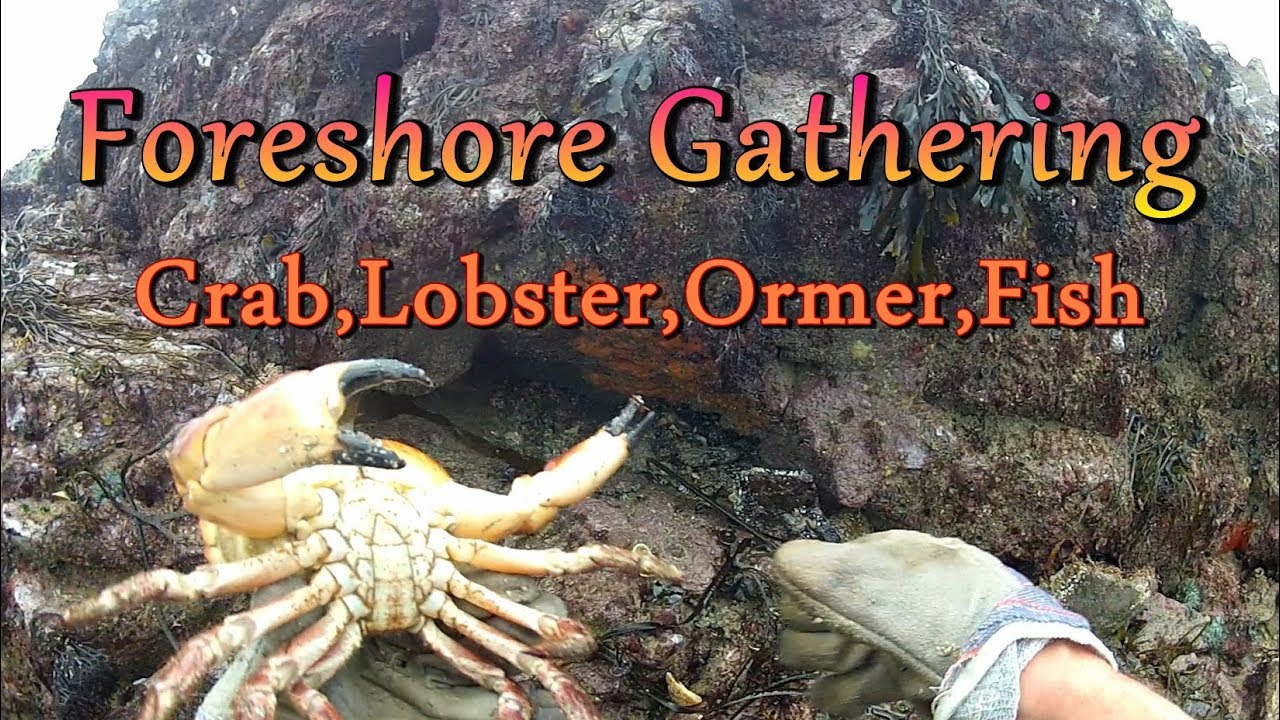 Foreshore Gathering - Ormer / Abalone,  Crab, Lobster, Fish
