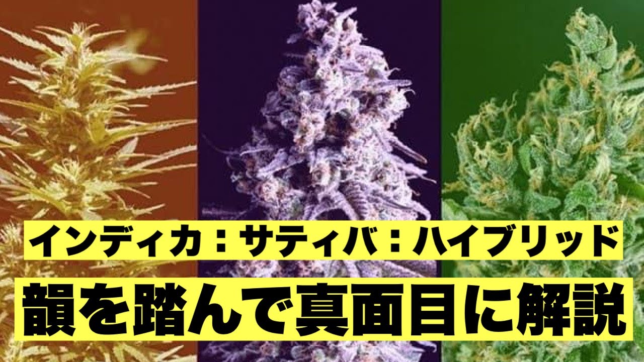 【大麻】サティバ：インディカ：ハイブリッドの違いを韻を踏んで真面目に解説してみた