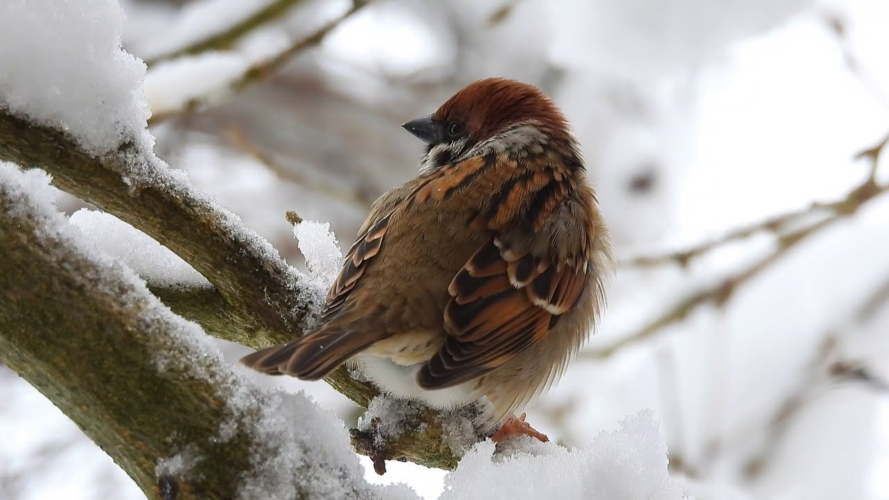 120126 - Videotagebuch - Gartenvögel bei Schneefall