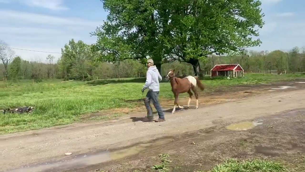 SOLD Gaited walkaloosa colt! For auction @ Brandenburgstables on Facebook
