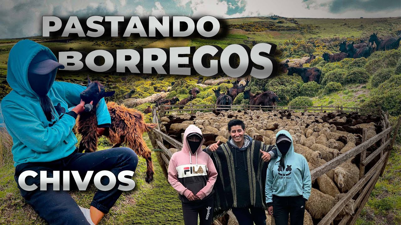 PASTANDO BORREGOS EN EL PÁRAMO (Con 2 chicas 🥰) | Edii Luu