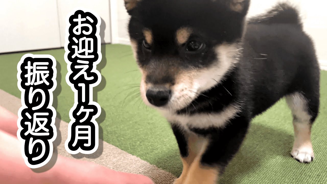 豆柴の子犬「とら」をお迎えしてからの1ヶ月を振り返ってみました