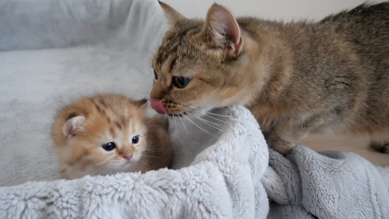 Kitten Chai was getting embarrassed to be licked by her mother cat for a good while...