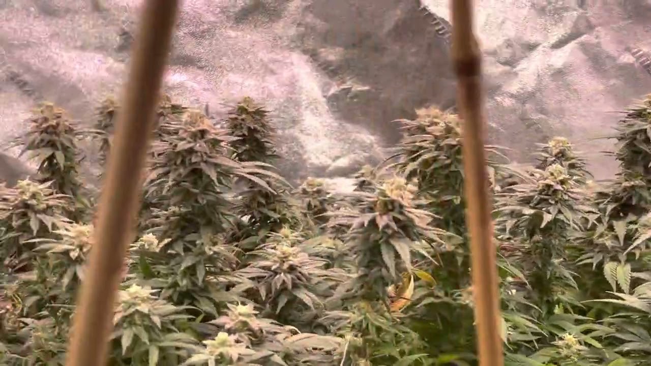 Pink Picasso harvest day #garyganjagrows #growyourown #cannibus #indoorgrowing #4x4tent