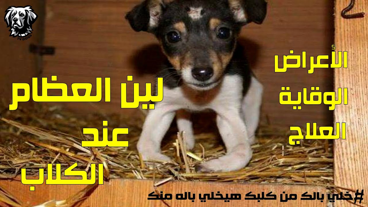 لين العظام عند الكلاب و الكساح عند الكلاب سامر غازي