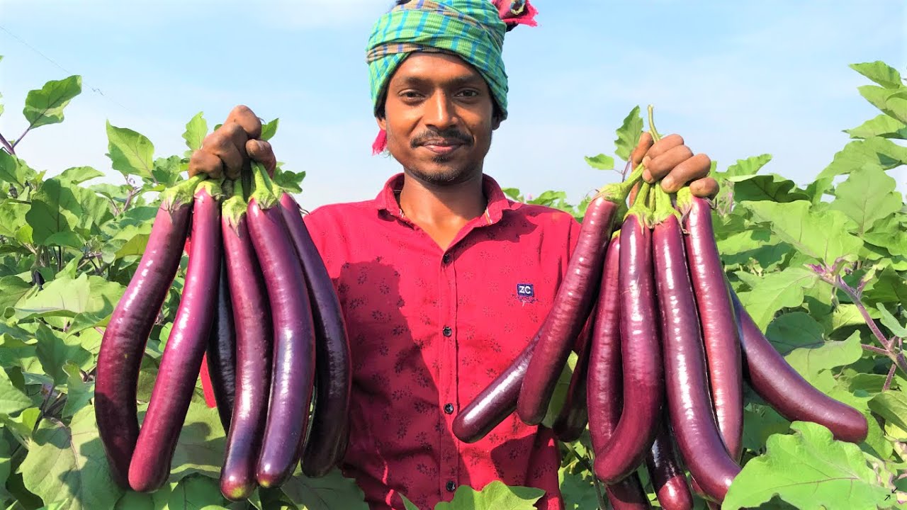 মালচিং পদ্ধতিতে বেগুন লাগিয়ে খুশি আমাদের কৃষক রাকিব ভাই | মালচিং পদ্ধতিতে বেগুনের চারা রোপন |পর্ব 4