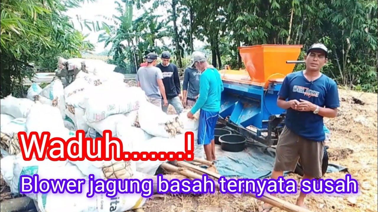 Blower jagung basah payah #viralvideo #fypシ゚viral #blowerjagung 