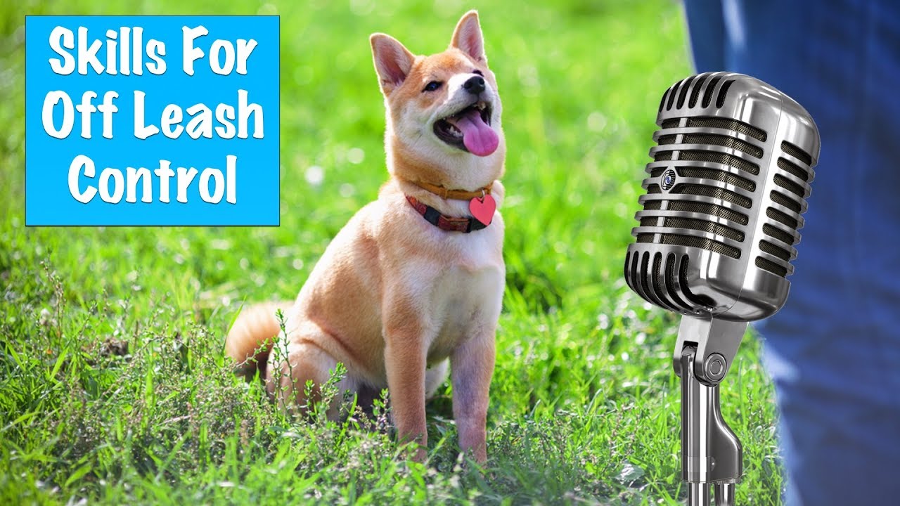 The Skills Required For Off Leash Control - Dog Training Podcast