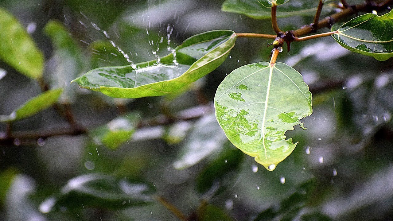 Lluvia Suave y un jardín Tranquilo 🌧️ Melodías para Dormir y Desconectar de Todo