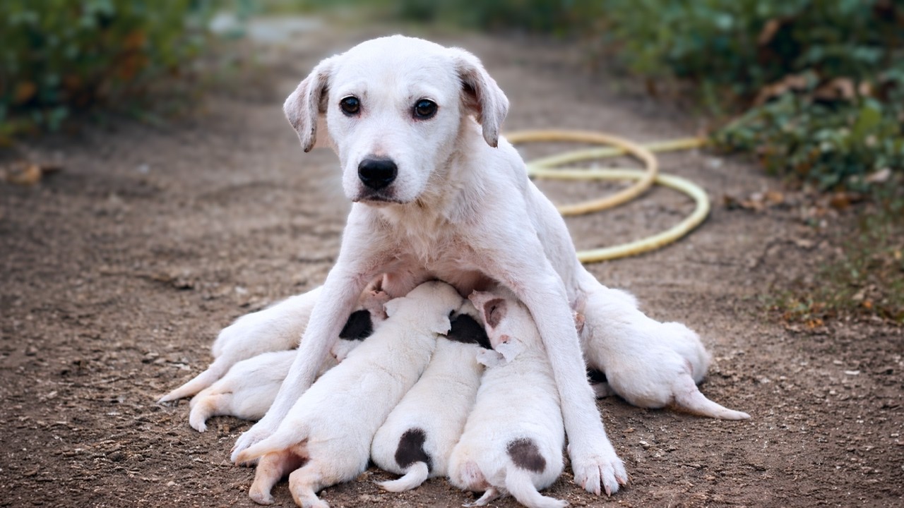 A Mother Dog Cried for Her 9 Hungry Puppies&hellip; She Was Completely Exhausted