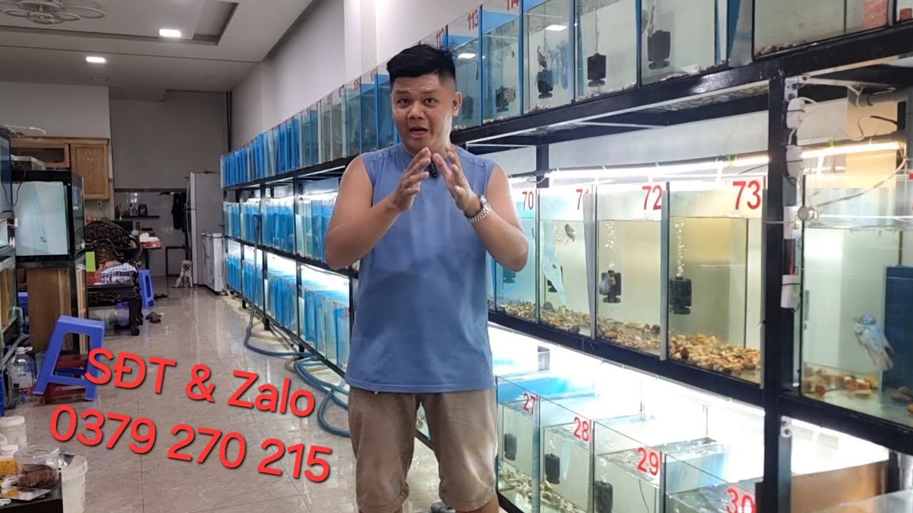 lên tiếp lô cá la hán kamfa f2 đẹp lắm với giá êm lắm anh em à, dành cho anh em đam mê & trải nghiệm