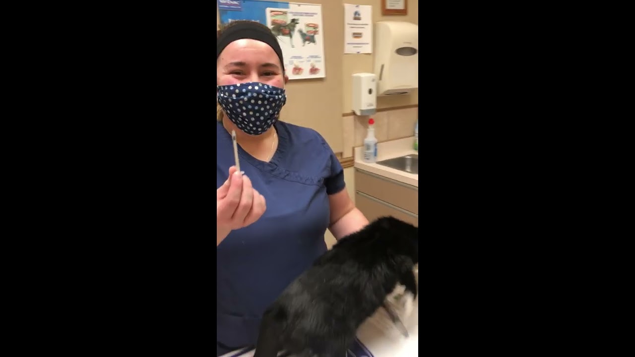 How to Administer Insulin to a Cat