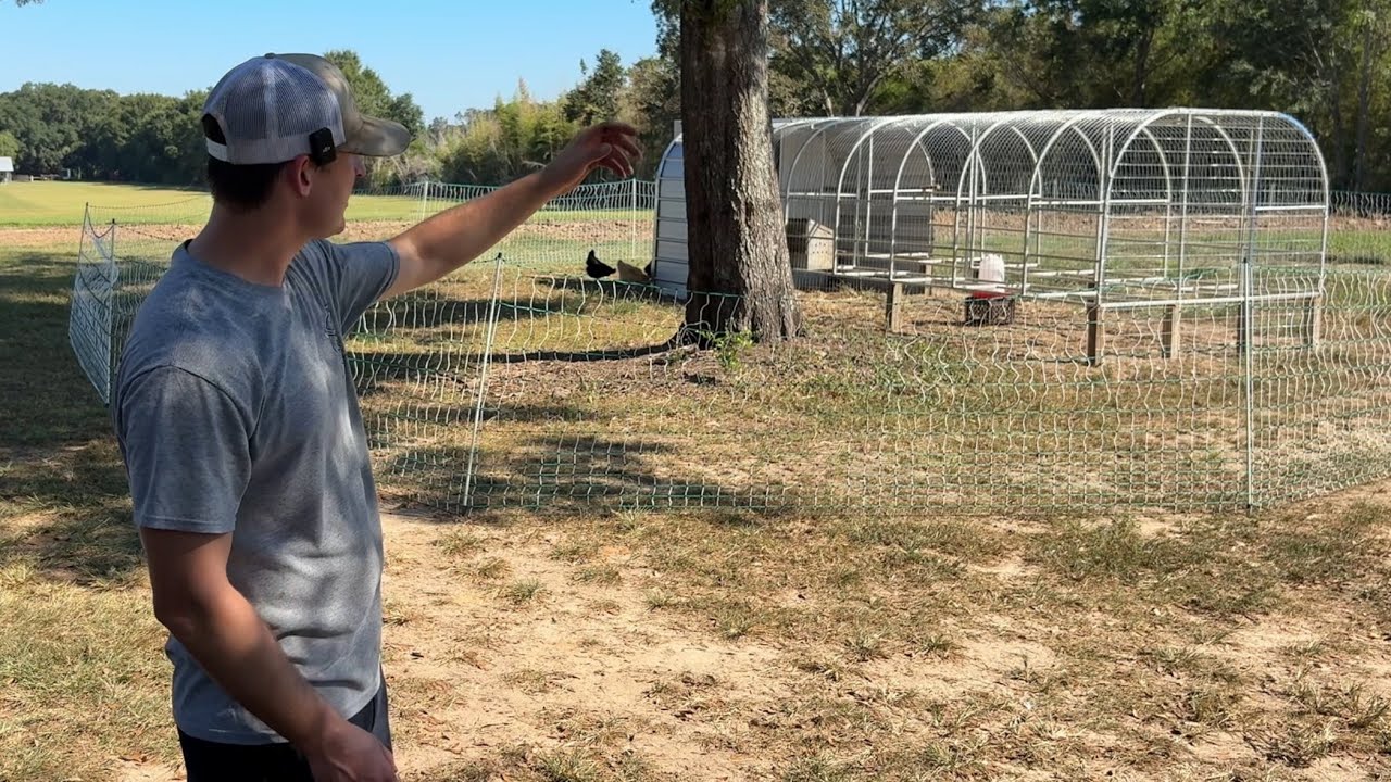 How to setup an electric chicken fence