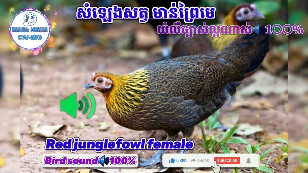 សម្លេងសត្វមាន់ព្រៃមេ 🐦លឺច្បាស់ល្អណាស់ 🔊100% | Red Junglefowl  Female 🐦Call bird sounds🔊100%👍
