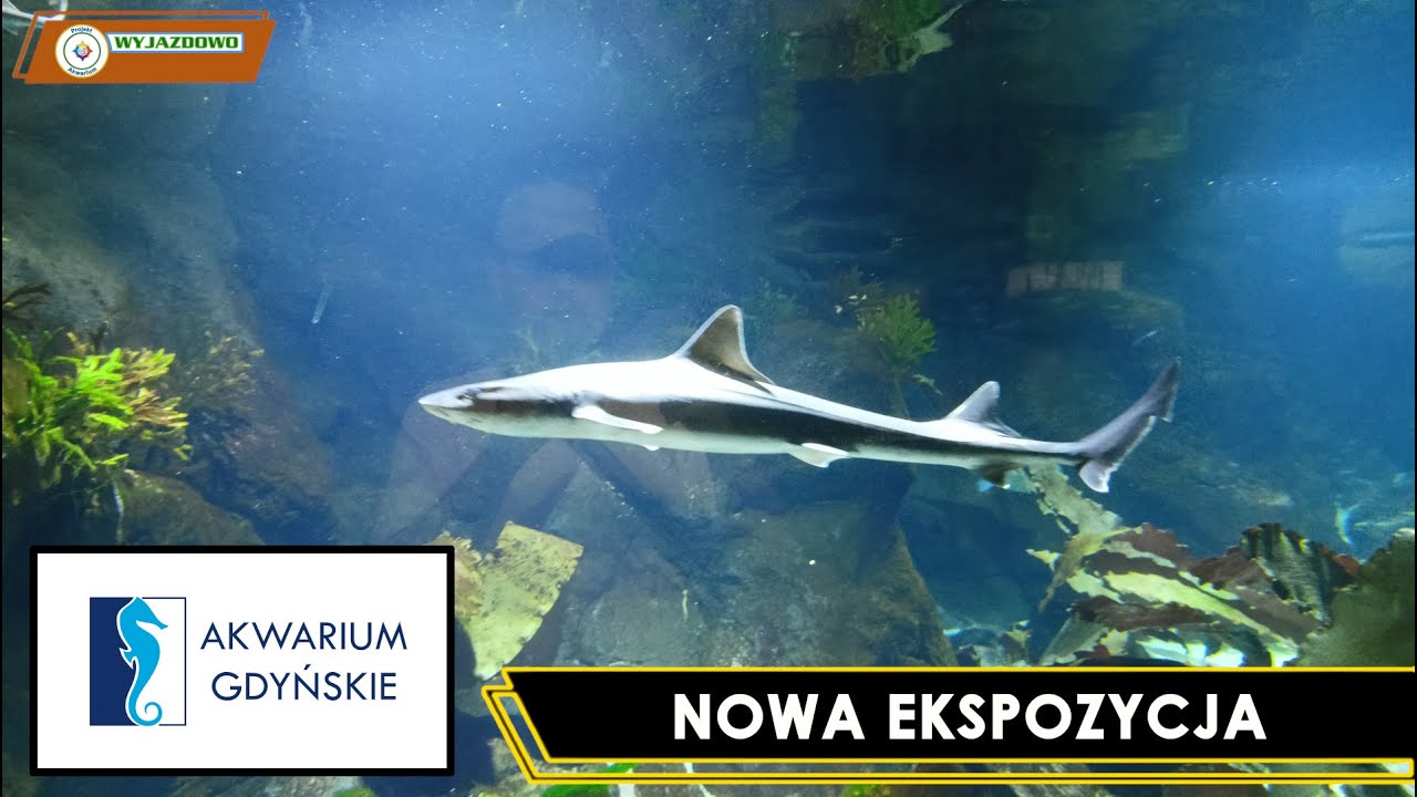 Akwarium Gdyńskie - Nowa Ekspozycja