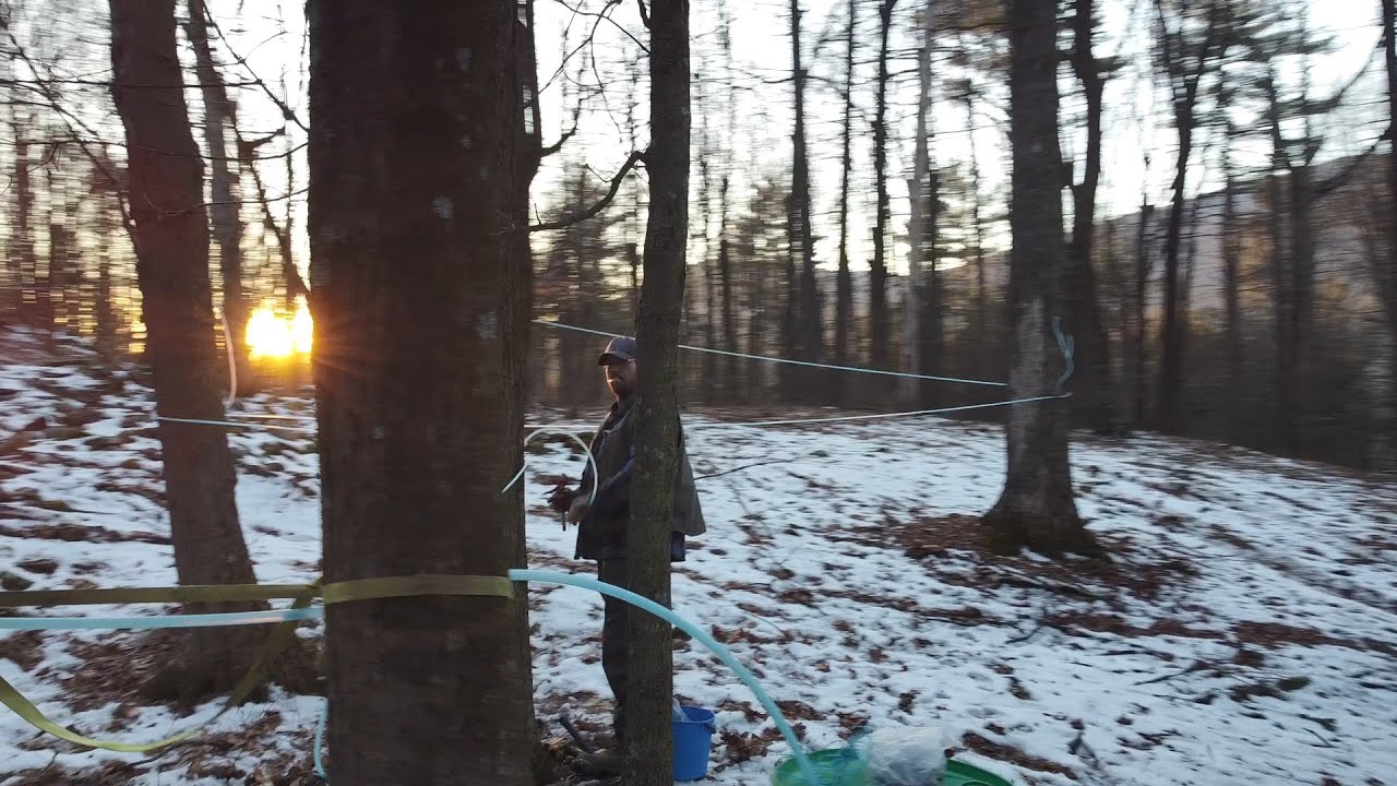 Maple Season 2023 Kickoff! Lateral Lines, Mainline, Taps, Saddles, tips & more