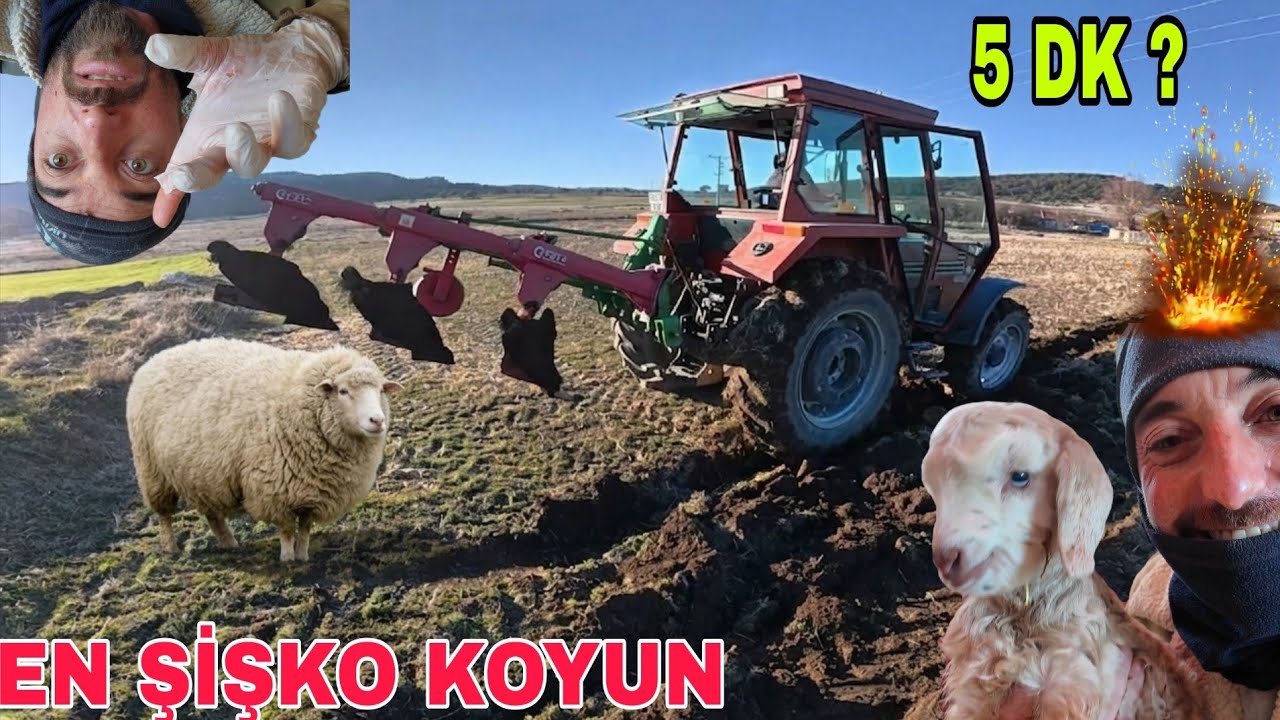 TARLADA İFTARA 1 DAKİKA KALA..TAŞ TAŞIMA İŞİ..EN ŞİŞKO KOYUNUN DOĞUMU
