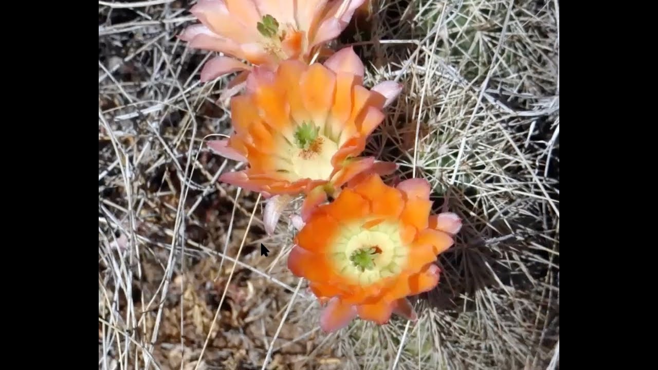 New Mexico Cactus Travelog