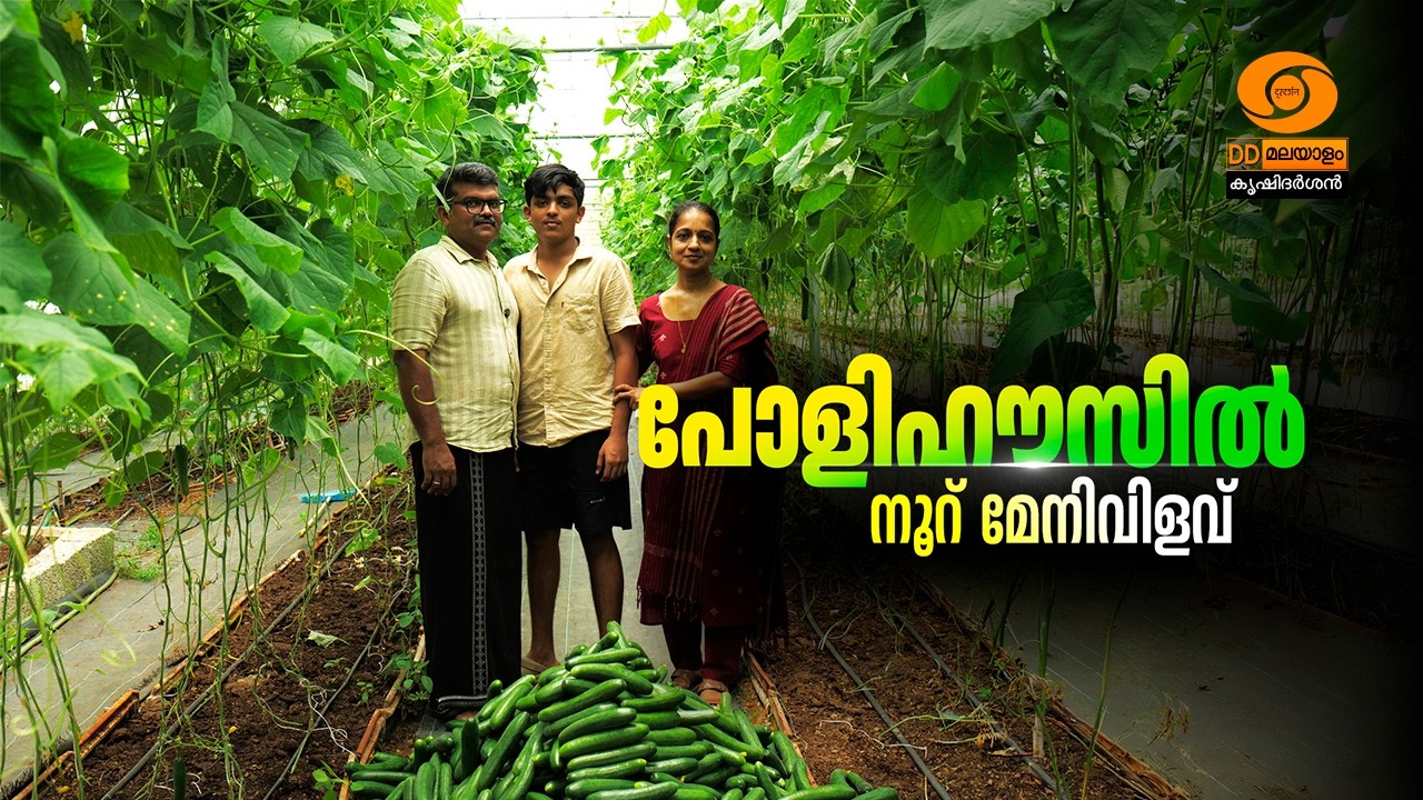 കൃഷി നഷ്ടമാകാതിരിക്കാൻ ഇത് അറിയണം! ഹൈടെക് പോളിഹൗസ് കൃഷി രഹസ്യം! Krishidarshan | DD Malayalam