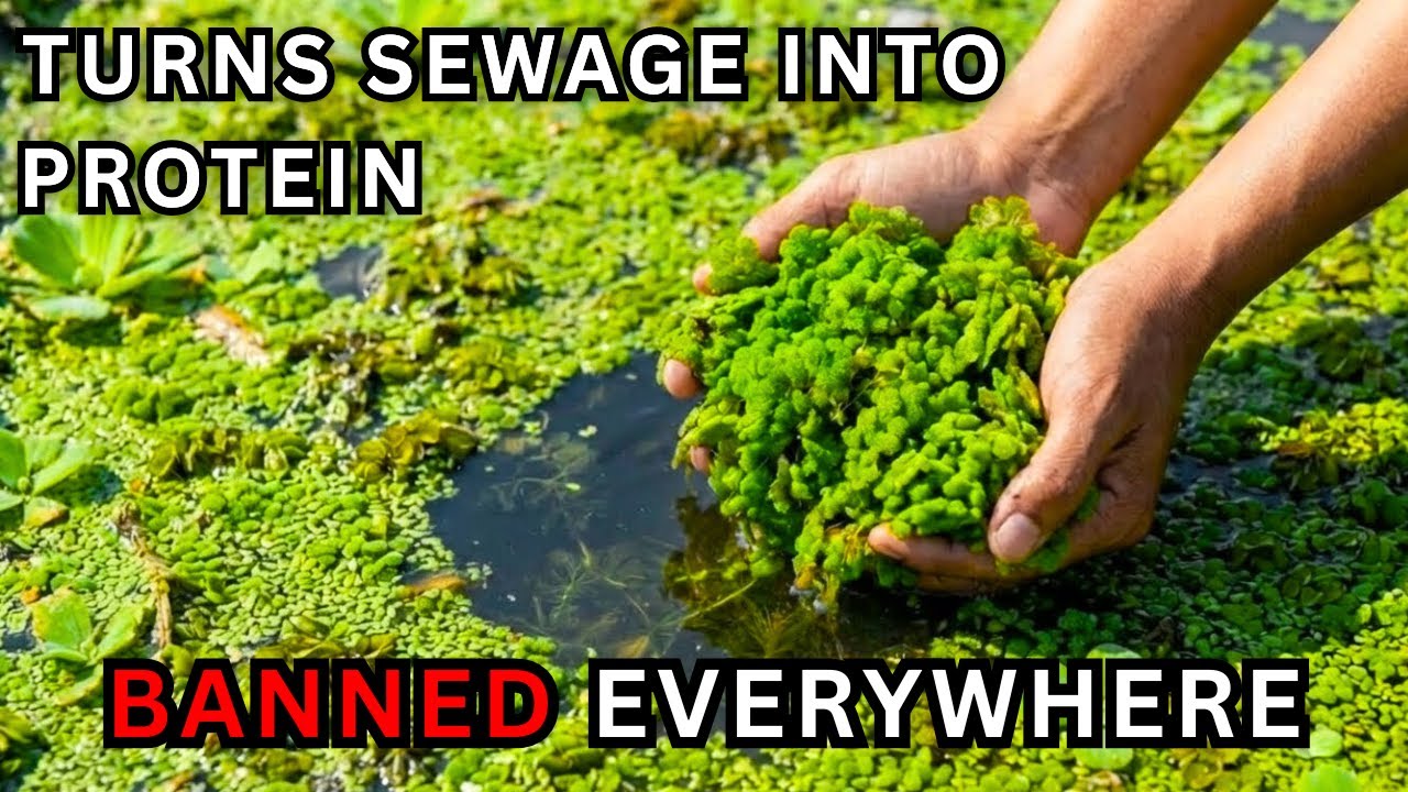 It Turns Sewage Into Protein. Grows Faster Than Any Plant On Earth. Why Did They Bury It?