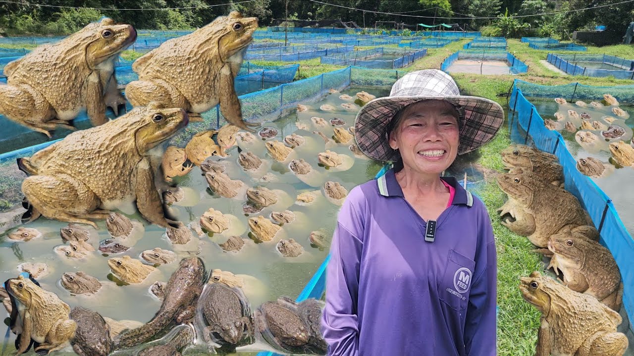 เลี้ยงกบส่งลูกเรียนจบปริญญาตรี 3 คน!!รายได้หลัก”หมื่น“ต่อวัน!! ปัญหาใหญ่ฮวกโตไม่ทันขาย!!