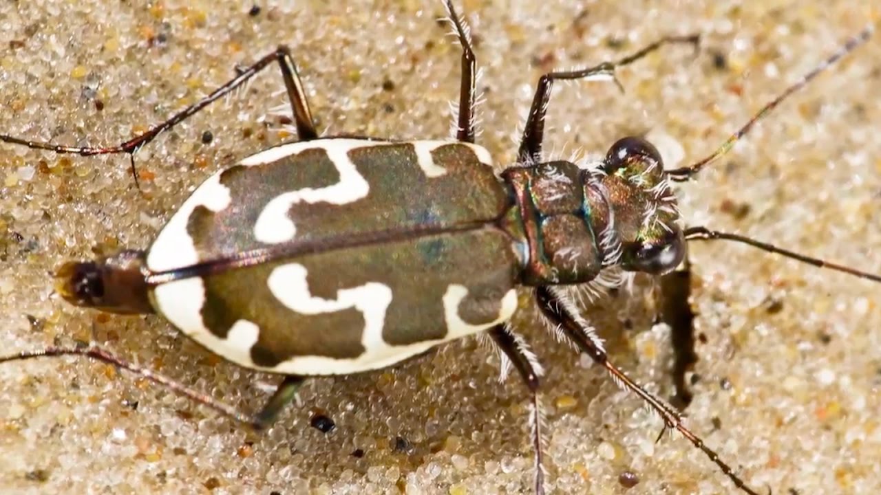 The Nature of God: Tiger Beetles