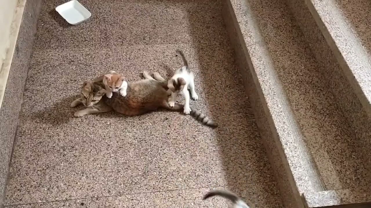Mama cat&rsquo;s reaction after her kittens chase and bite her tail(cute)