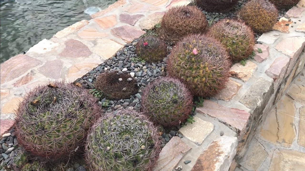 Cantero Cactus de Hábitat
