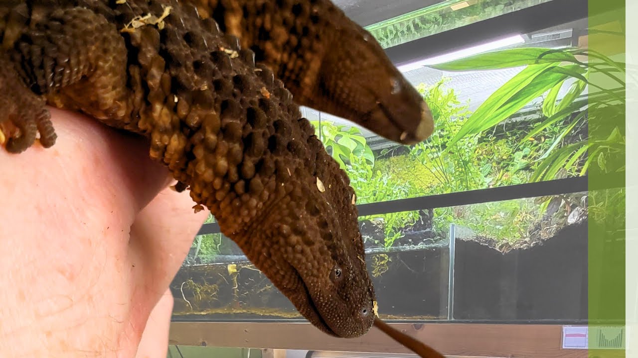 Finally a Borneo earless monitor update.