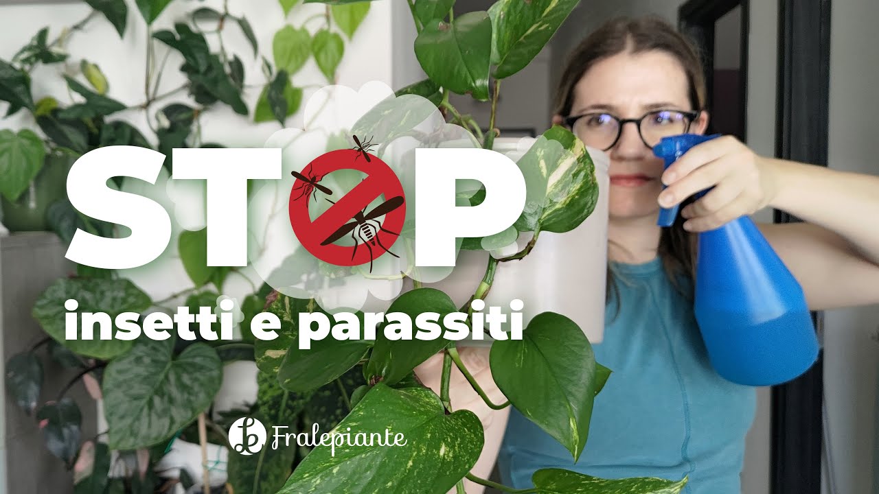 Come dire ADDIO a insetti e PARASSITI sulle piante