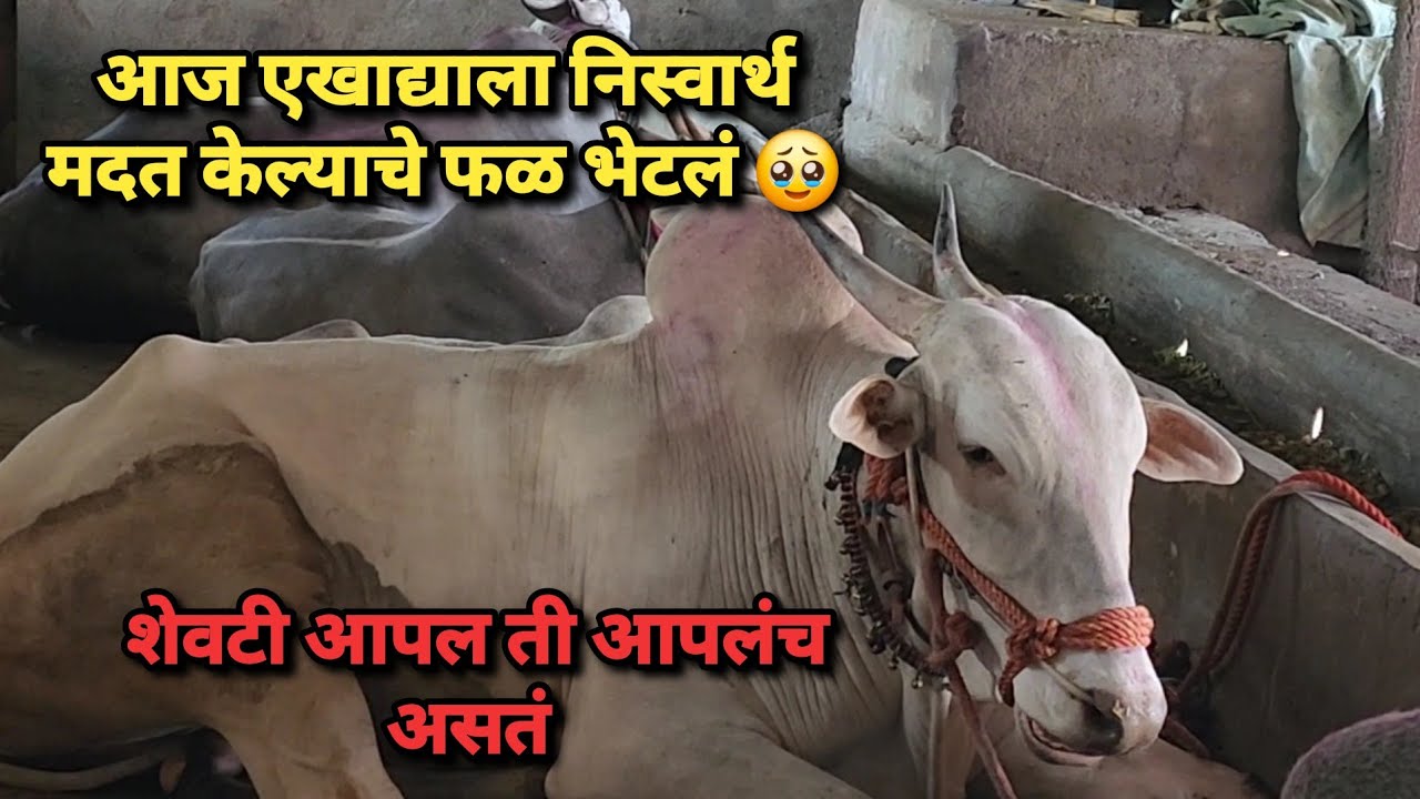 आज एखाद्याला निस्वार्थ मदत केल्याचे फळ भेटलं 🥹शेवटी आपल ते आपलच असत | Bailgada Sharyat |
