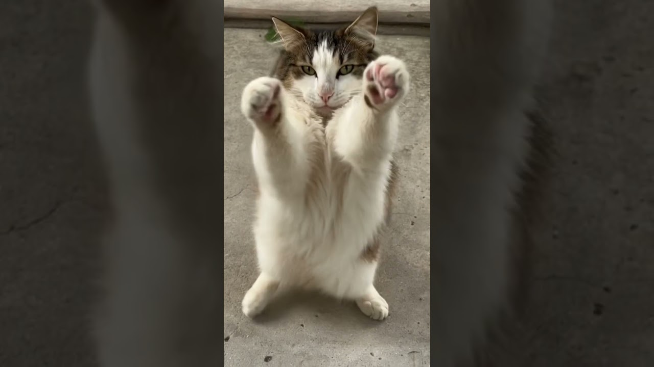 POV: Your Cat Heard Brazilian Funk in 2026 🇧🇷🐾