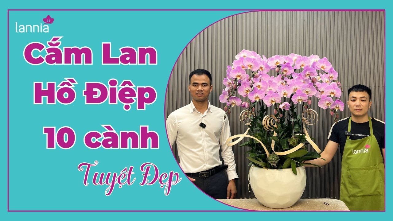 Hướng Dẫn Trồng Chậu Lan Hồ Điệp 10 Cành Đẹp |Lannia