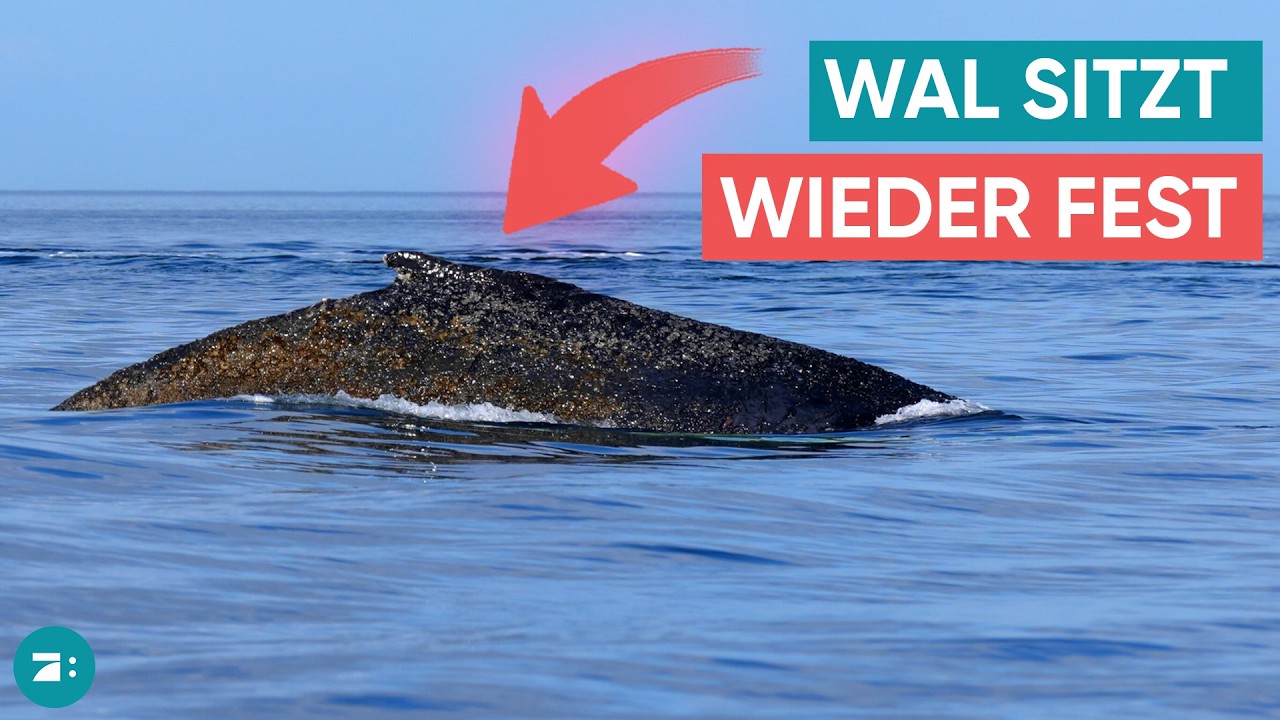 Buckelwal-Drama geht weiter: Wieder auf Sandbank gestrandet