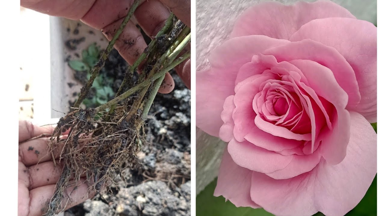 Propagate/Grow Any Rose Plant Easily With Cutting WITHOUT ROOTING HORMONE